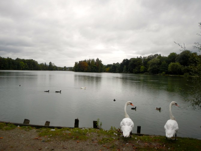 Swans Schloss Leopoldskron