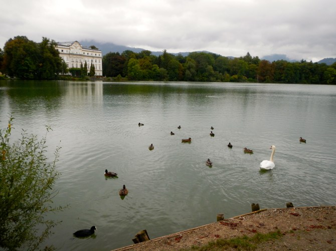 Swans at Schloss Leopoldskron