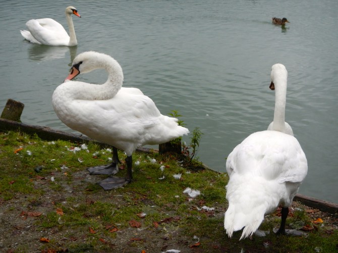 Schloss Leopoldskron Swans riverside