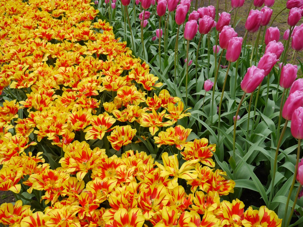 [AMSTERDAM] Keukenhof Gardens Part&nbsp;One