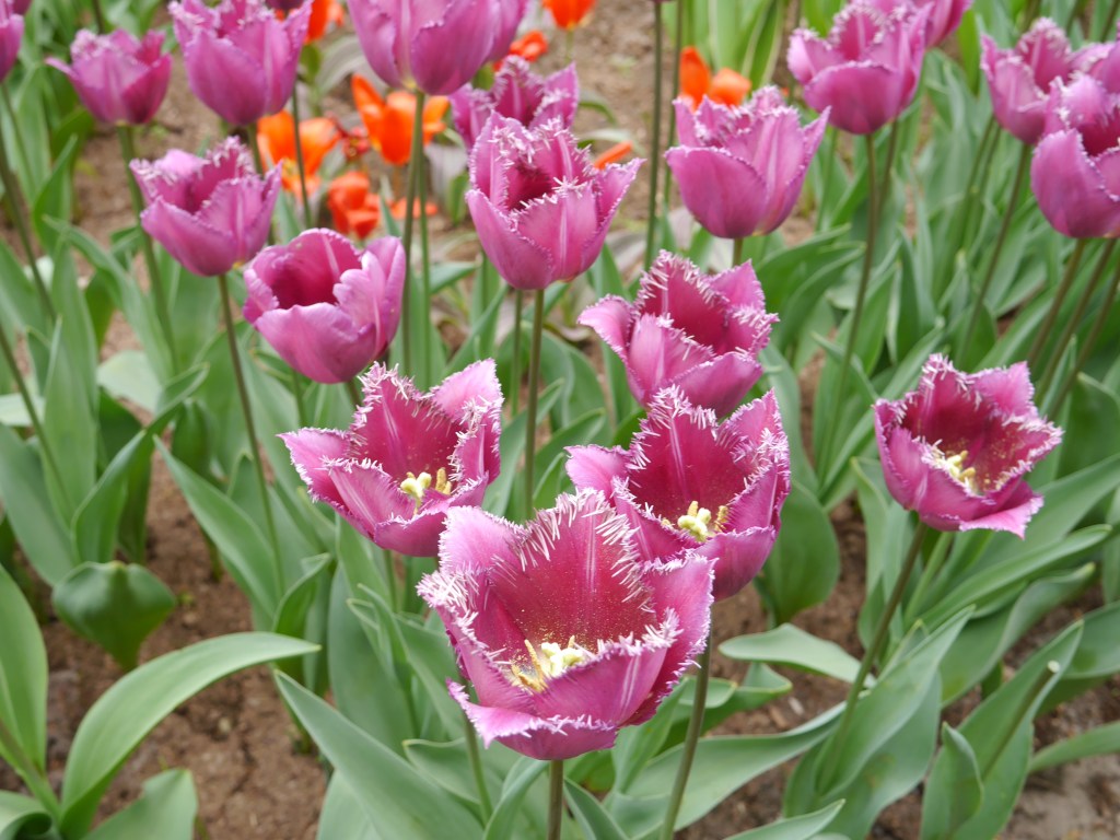 [AMSTERDAM] Keukenhof Gardens Part&nbsp;Two