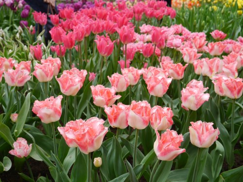 Keukenhof Spring Flowers