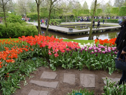 Keukenhof Spring Flowers 3