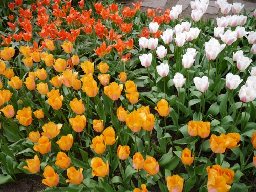 Keukenhof Spring Flowers 4