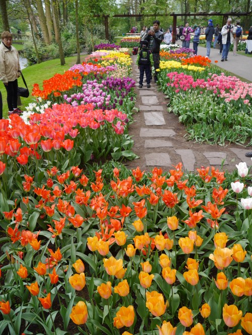 Keukenhof Spring Flowers 5