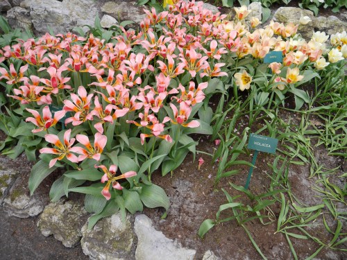 Keukenhof Spring Flowers 7