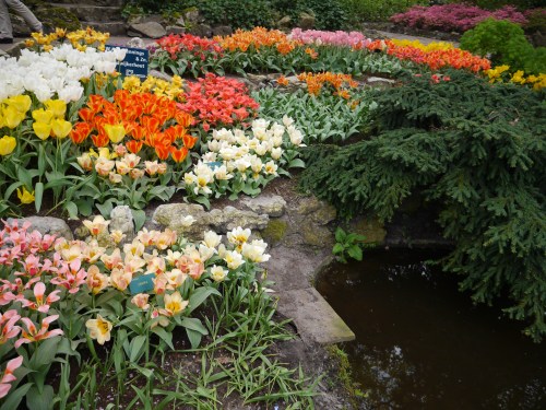 Keukenhof Spring Flowers 8