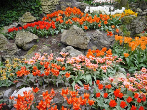 Keukenhof Spring Flowers 12