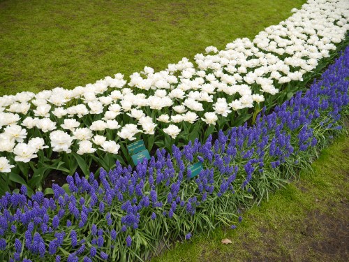 Keukenhof Spring Flowers 13