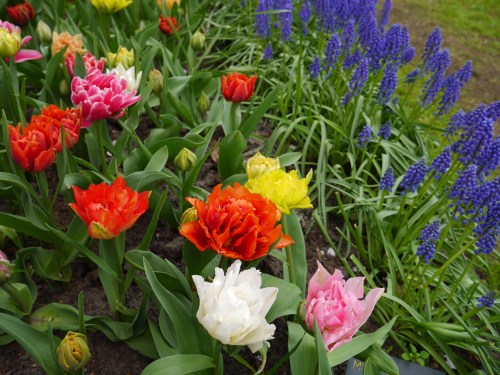Keukenhof Spring Flowers 16