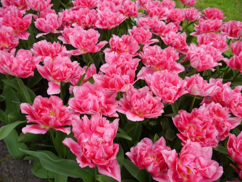 Keukenhof Spring Flowers 21