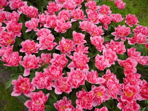 Keukenhof Spring Flowers 22