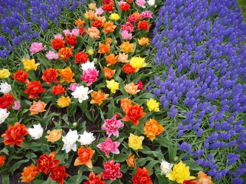 Holland Spring Flowers