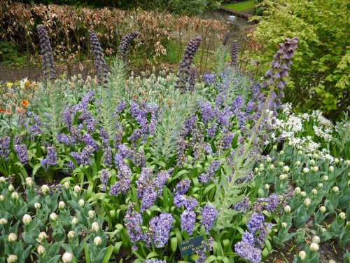 Holland Spring Flowers 2