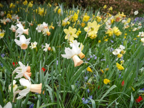 Keukenhof Spring Flowers 25