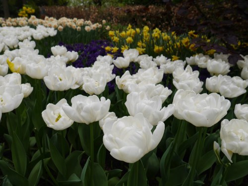 Keukenhof Spring Flowers 26