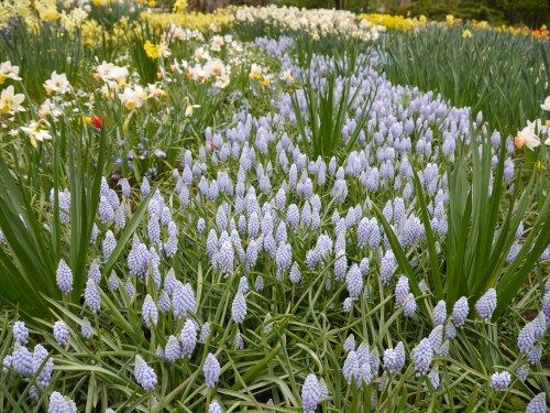 Keukenhof Spring Flowers Europe