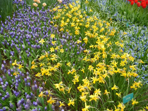 Holland Spring Flowers Amsterdam