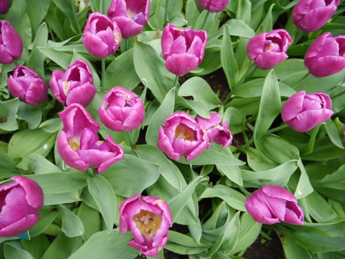 Holland Spring Flowers 2