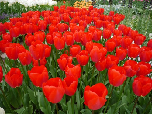 Tulips Holland