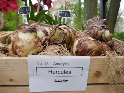 Hercules Plant