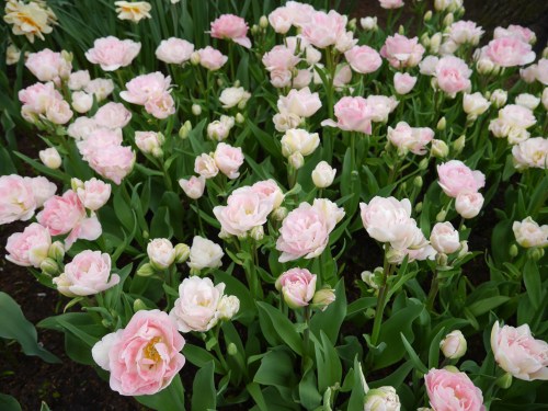 Pink Tulips