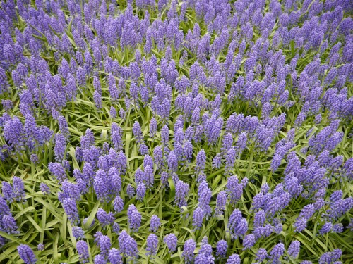 Lavendar Wisteria Holland