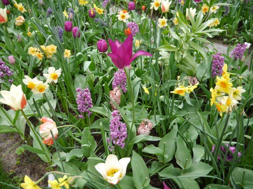 Flowers Netherlands Purple