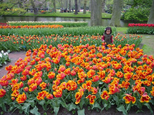 Little Girl and her Tulips