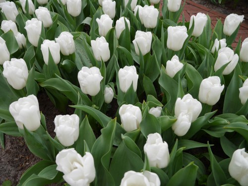 White Flowers Holland