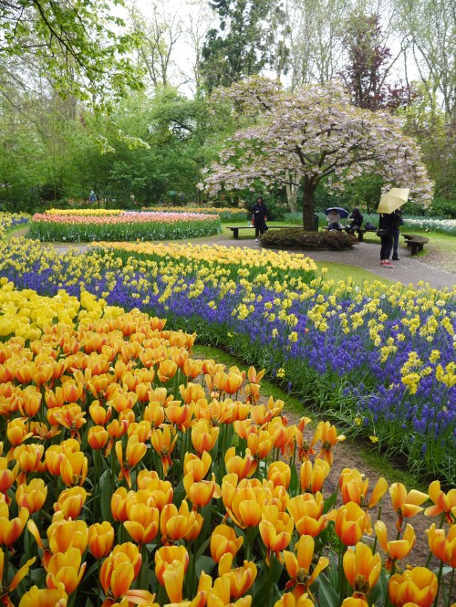 Yellow and Purple Tulips