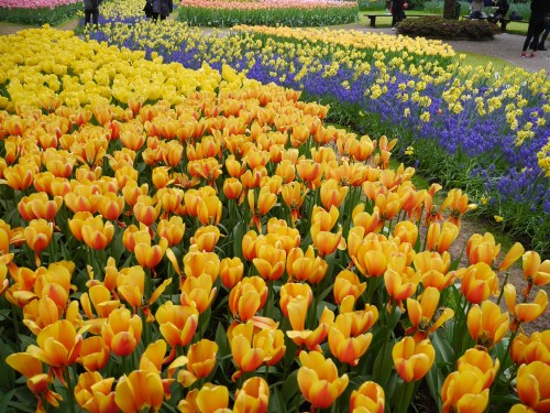 Purple and Yellow Tulips