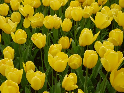 Yellow Tulips Lisse