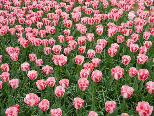 Pink Tulips Field