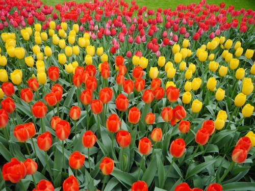 Blooming Tulips Garden