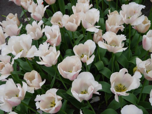 White Tulips