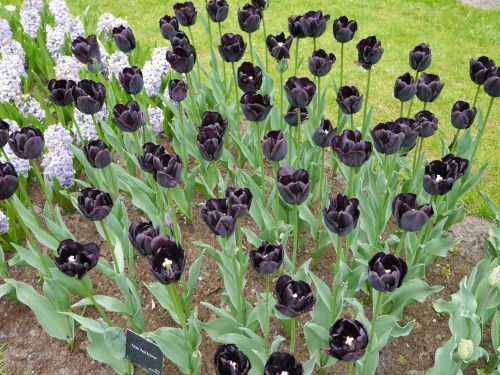 Black Tulips
