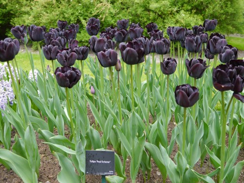 Goth Black Tulips