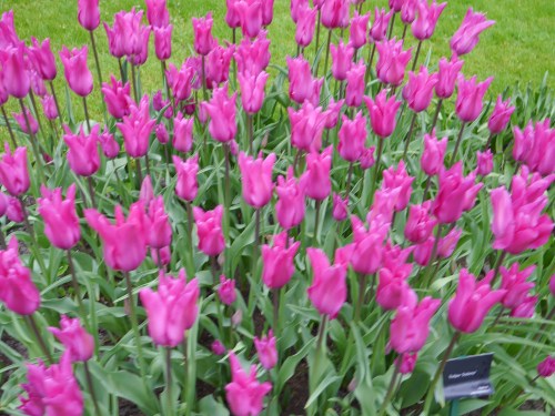 Pink Tulips Galore