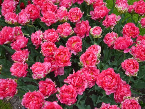 Beautiful Red Flowers