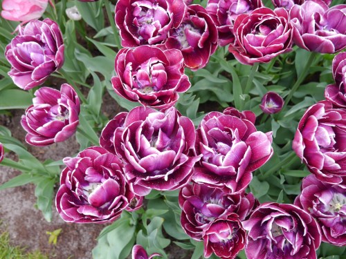 Purple Flowers Holland