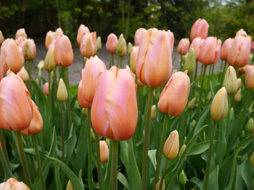 Blooming Tulips