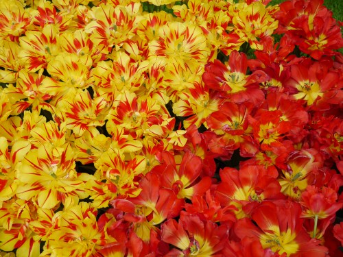 Yellow and Red Garden Flowers