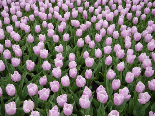 Pale Lavendar Tulips