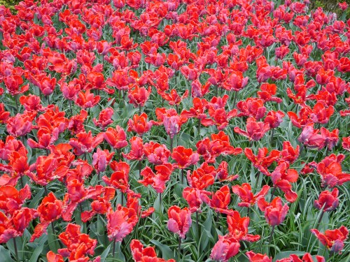 Red Flowers Holland Netherlands
