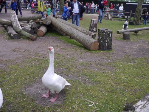Keukenhof Ducks