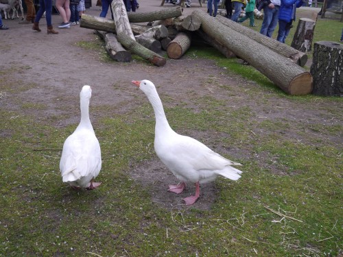Keukenhof Ducks
