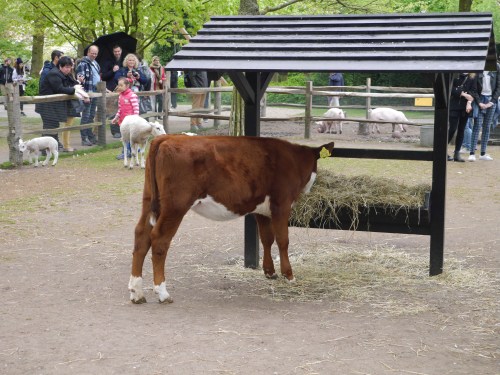 Keukenhof Horse
