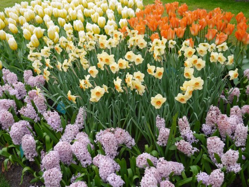 Lavendar and Yellow Tulips