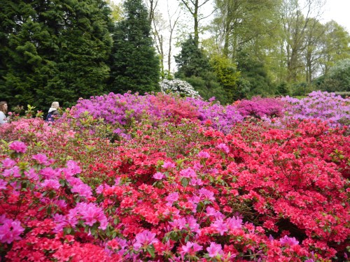Red Flowers Japanese Netherlands